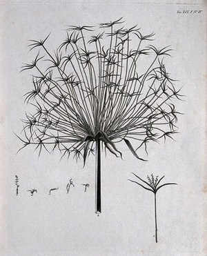 view A plant (Cyperus species): inflorescence with separate floral segments. Aquatint.