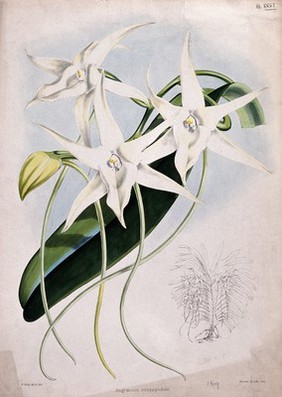 An orchid (Angraecum sesquipedale Thouars): flowers, a leaf and small outline of the whole plant. Coloured lithograph by W. Fitch, c.1862, after himself.