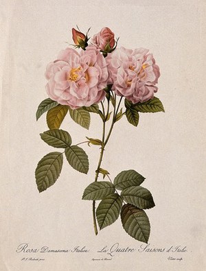 view Damask rose (Rosa damascena "Italica"): flowering stem. Colour halftone after Victor, c.1824, after P. J. Redouté.