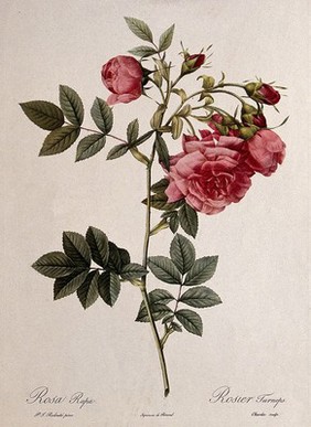 A rose (Rosa rapa): flowering stem. Colour halftone after J. L. A. Charlin, c.1821, after P. J. Redouté.