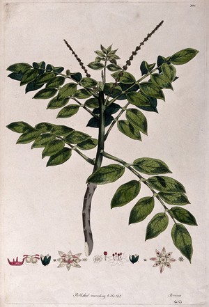 view A plant (Brucea species): flowering stem with floral segments. Coloured etching by J.F. Miller, c.1796, after himself.