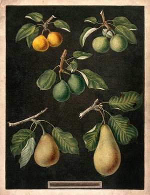 view A collection of pears (Pyrus species). Colour and coloured engraving, c. 1817, after G. Brookshaw.