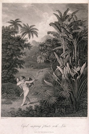 view Cupid inspiring plants with Love, in a tropical landscape. Engraving by F. Bartolozzi and H. Landseer, c.1812, after P.Reinagle.
