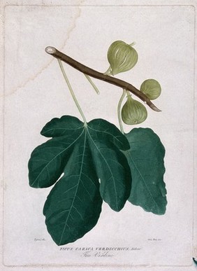 Fig (Ficus carica L.): fruit and leaves. Colour and coloured aquatint by G. Pera, c. 1825, after P. Tofani.