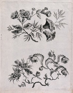 view Two floral designs, perhaps for woven silk fabric. Etching, c. 1760, after J. Pillement.