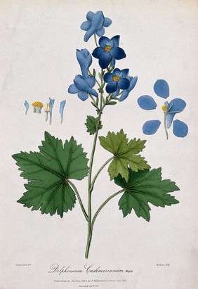 A plant (Delphinium cashmerianum Royle): flowering stem with floral segments. Coloured lithograph by M. Gauci, c. 1833, after Vishupersaud.