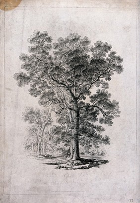 Elm tree (Ulmus species) in parkland with people at its base. Etching, c. 1817, after J. Martin.