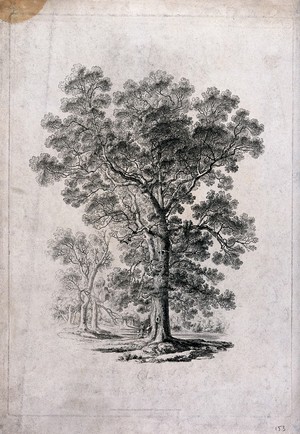 view Elm tree (Ulmus species) in parkland with people at its base. Etching, c. 1817, after J. Martin.