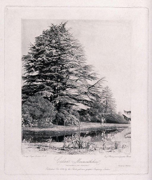 Cedar trees (Cedrus species) in a garden in Monmouthshire. Photogravure by R. Fenton, B.A., c. 1856.