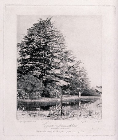 Cedar trees (Cedrus species) in a garden in Monmouthshire. Photogravure by R. Fenton, ca. 1856.
