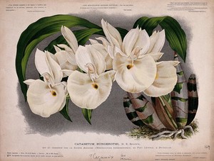 view An orchid (Catasetum bungerothi N.E.Brown): flowering plant. Chromolithograph.