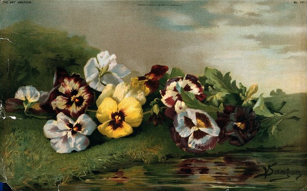 Pansies (Viola species): an assortment of flowers an a grassy bank. Chromolithograph by J. Ottman , c. 1872, after V. Dangon.