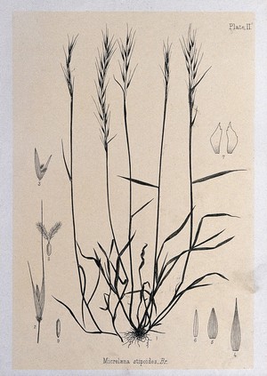 view Meadow rice grass (Microlæna stipoides, Br.): plant with floral segments. Lithograph, c. 1880, after J. Buchanan.