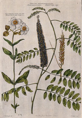Gum cistus (Cistus ladanifer L.) and bastard indigo (Amorpha fruticosa L.): flowering and fruiting stems. Coloured engraving by H. Fletcher, c. 1730, after J. van Huysum.