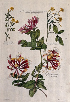 Honeysuckle (Lonicera species) and jasmine (Jasminum species): flowering stems. Coloured engraving by H. Fletcher, c. 1730, after J. van Huysum.