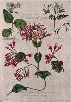 Honeysuckle (Lonicera species) and jasmine (Jasminum species): flowering stems. Coloured engraving by H. Fletcher, c. 1730, after J. van Huysum.