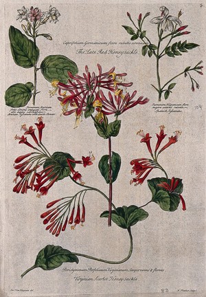 view Honeysuckle (Lonicera species) and jasmine (Jasminum species): flowering stems. Coloured engraving by H. Fletcher, c. 1730, after J. van Huysum.