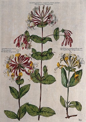 view Honeysuckle (Lonicera species): three varieties. Coloured engraving by H. Fletcher after J. van Huysum.