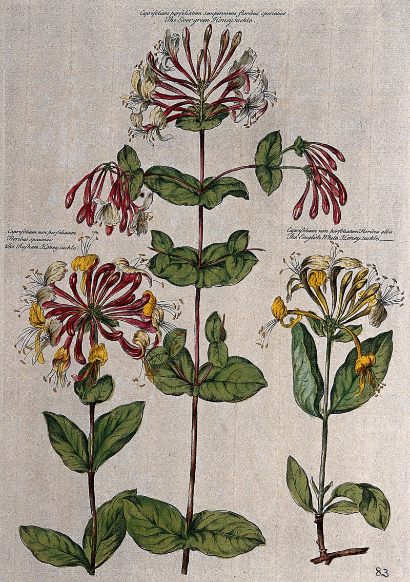 Honeysuckle (Lonicera species): three varieties. Coloured engraving by H. Fletcher after J. van Huysum., [1730], by Jacob van Huysum