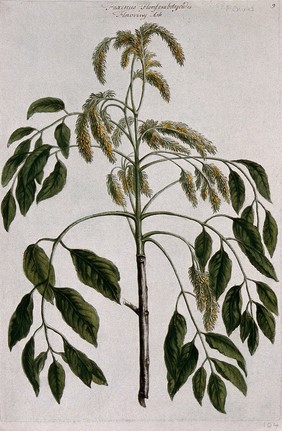 Flowering ash (Fraxinus ornus L.): flowering stem. Coloured engraving by H. Fletcher, c. 1730, after J. van Huysum.