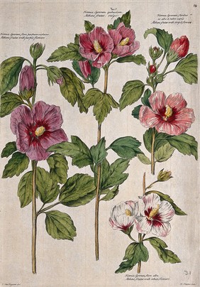 Althaea flowers (4 varieties). Coloured engraving by H. Fletcher, c. 1730, after J. van Huysum.