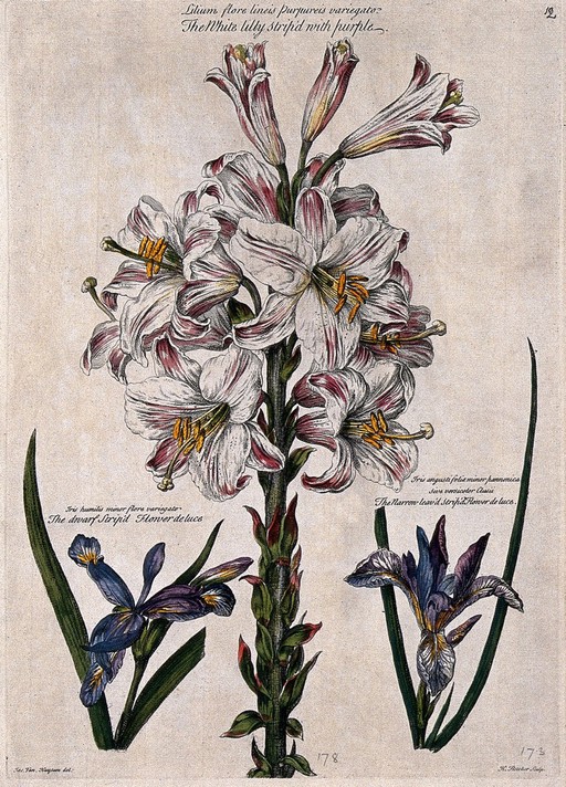 White lily striped with purple (Lilium sp.) and two irises (Iris sp.). Coloured engraving by H. Fletcher, c. 1730, after J. van Huysum.