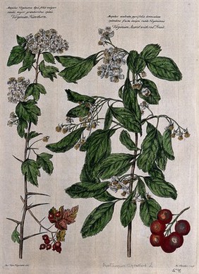 Azarole or virginian hawthorn (Crataegus azarolus L.): flowering stems and fruit. Coloured engraving by H. Fletcher, c. 1730, after J. van Huysum.