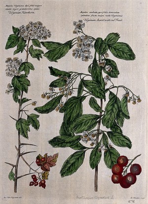 view Azarole or virginian hawthorn (Crataegus azarolus L.): flowering stems and fruit. Coloured engraving by H. Fletcher, c. 1730, after J. van Huysum.