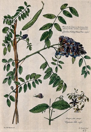 view Carolina kidney bean plant (Phaeolus sp.) and virginian silk plant (Periploca sp.). Coloured engraving by H. Fletcher, c. 1730, after J. van Huysum.