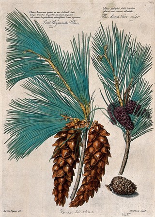 Weymouth or white pine (Pinus strobus L.) and scots pine (Pinus sylvestris L.): cones and leaves. Coloured engraving by H. Fletcher, c. 1730, after J. van Huysum.