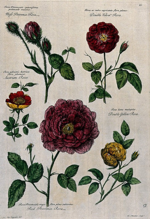 Rose flowers (5 varieties). Coloured engraving by H. Fletcher, c. 1730, after J. van Huysum.