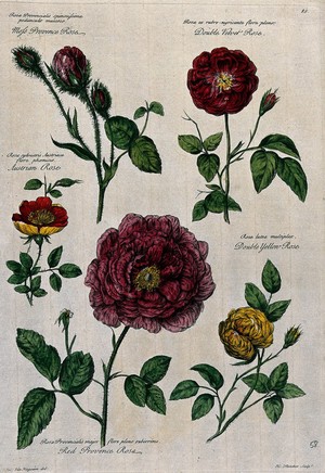 view Rose flowers (5 varieties). Coloured engraving by H. Fletcher, c. 1730, after J. van Huysum.