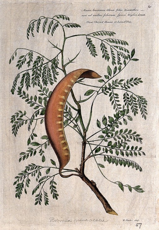 False acacia or black locust (Robinia pseudoacacia L.): branch with large pod. Coloured engraving by H. Fletcher, c. 1730, after J. van Huysum.