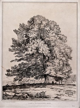 Lime tree (Tilia sp.) in open landscape at Waterstock, Oxfordshire. Soft-ground etching by W. Delamotte, 1805.