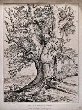 The gnarled trunk of a beech tree (Fagus sylvatica L.) in Windsor forest, with deer and castle in distance. Soft-ground etching by W. Delamotte, 1805.