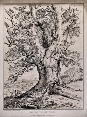 view The gnarled trunk of a beech tree (Fagus sylvatica L.) in Windsor forest, with deer and castle in distance. Soft-ground etching by W. Delamotte, 1805.