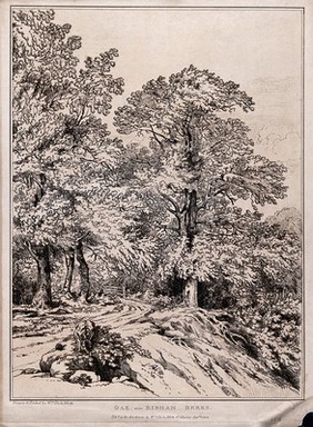 Oak trees (Quercus robur L.) by a country lane in Berkshire. Soft-ground etching by W. Delamotte, 1805.