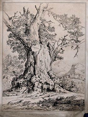 The gnarled trunk of an old oak tree (Quercus robur L.) in Rycot Park, Oxfordshire. Soft-ground etching by W. Delamotte, 1805, after himself.