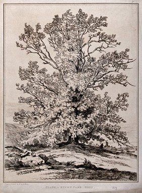 Plane tree (Platanus orientalis L.) in Rycot Park, Oxfordshire. Soft-ground etching by W. Delamotte, 1806.