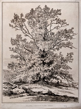 Plane tree (Platanus orientalis L.) in Rycot Park, Oxfordshire. Soft-ground etching by W. Delamotte, 1806.