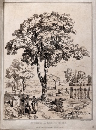 Sycamore tree (Acer pseudoplatanus L.) in a graveyard near Reading, Berkshire. Soft-ground etching by W. Delamotte, c. 1806, after W. Havell.