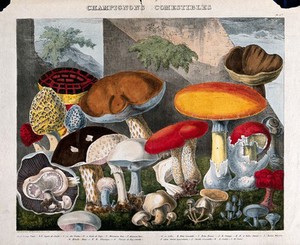 view Edible fungi: 19 species, including horse and field mushrooms (Agaricus), morels (Morchella and Helvella) and Boletus species. Coloured lithograph by A. Cornillon, ca. 1827, after Prieur.