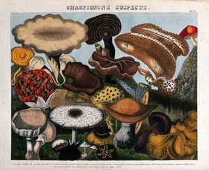 view Fungi: 16 species, including Jew's ear (Auricularia auricula), puffballs (Lycoperdon) and Agaricus and Boletus species. Coloured lithograph by A. Cornillon, ca. 1827, after Prieur.