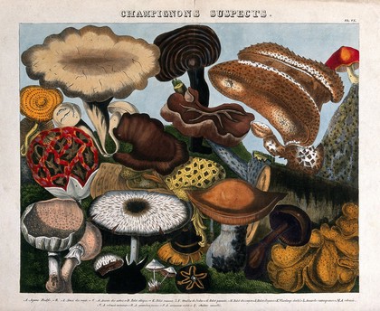 Fungi: 16 species, including Jew's ear (Auricularia auricula), puffballs (Lycoperdon) and Agaricus and Boletus species. Coloured lithograph by A. Cornillon, ca. 1827, after Prieur.