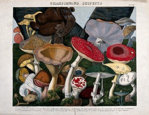 view Fungi: twenty species, including the fly agaric (Amanita muscaria), death cap (Amanita phalloides) and Boletus and Agaricus species. Coloured lithograph by A. Cornillon, c. 1827, after Prieur.