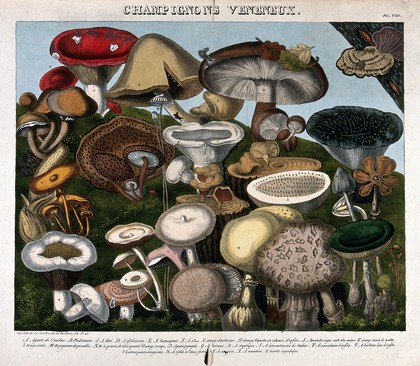 Poisonous fungi: 24 species, including Agaricus, Hypophyllum and Amanita species. Coloured lithograph by A. Cornillon, c. 1827, after Prieur.