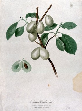 Plum (Prunus species): fruiting branch with sectioned fruit. Coloured aquatint by P. Fumagalli after D. Del Pino, 1822.