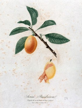 Plum (Prunus species): fruiting branch with partly peeled fruit. Colour stipple engraving by A. Verico, c. 1817, after D. del Pino.