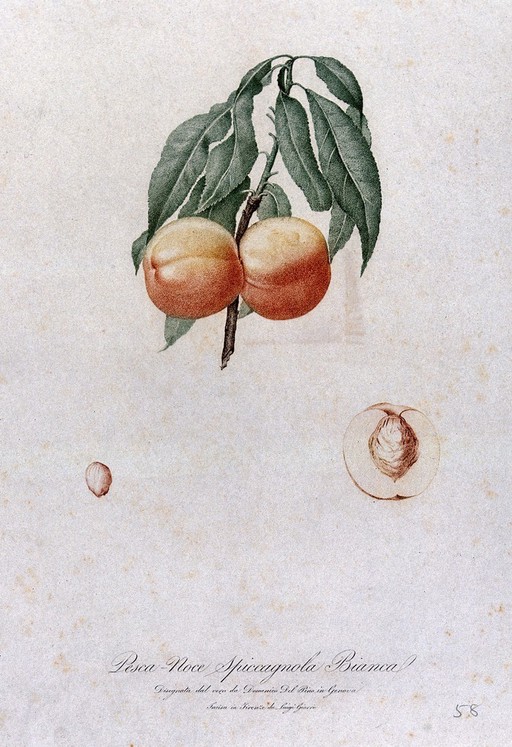 Peach (Prunus species): fruiting branch with halved fruit and seed. Colour stipple engraving by L. Giarrè, c. 1817, after D. del Pino.