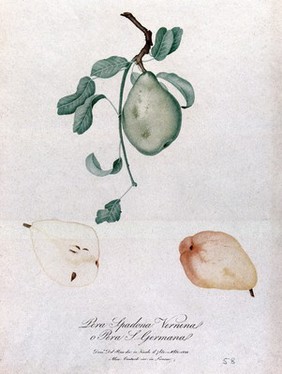 Pear (Pyrus species): fruiting branch with sections of fruit. Colour stipple engraving by A. Contardi after D. del Pino, 1822.